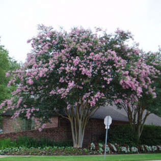 A-Z Plant Gallery | Lafayette, Broussard, Youngsville, LA: Gulf Coast ...